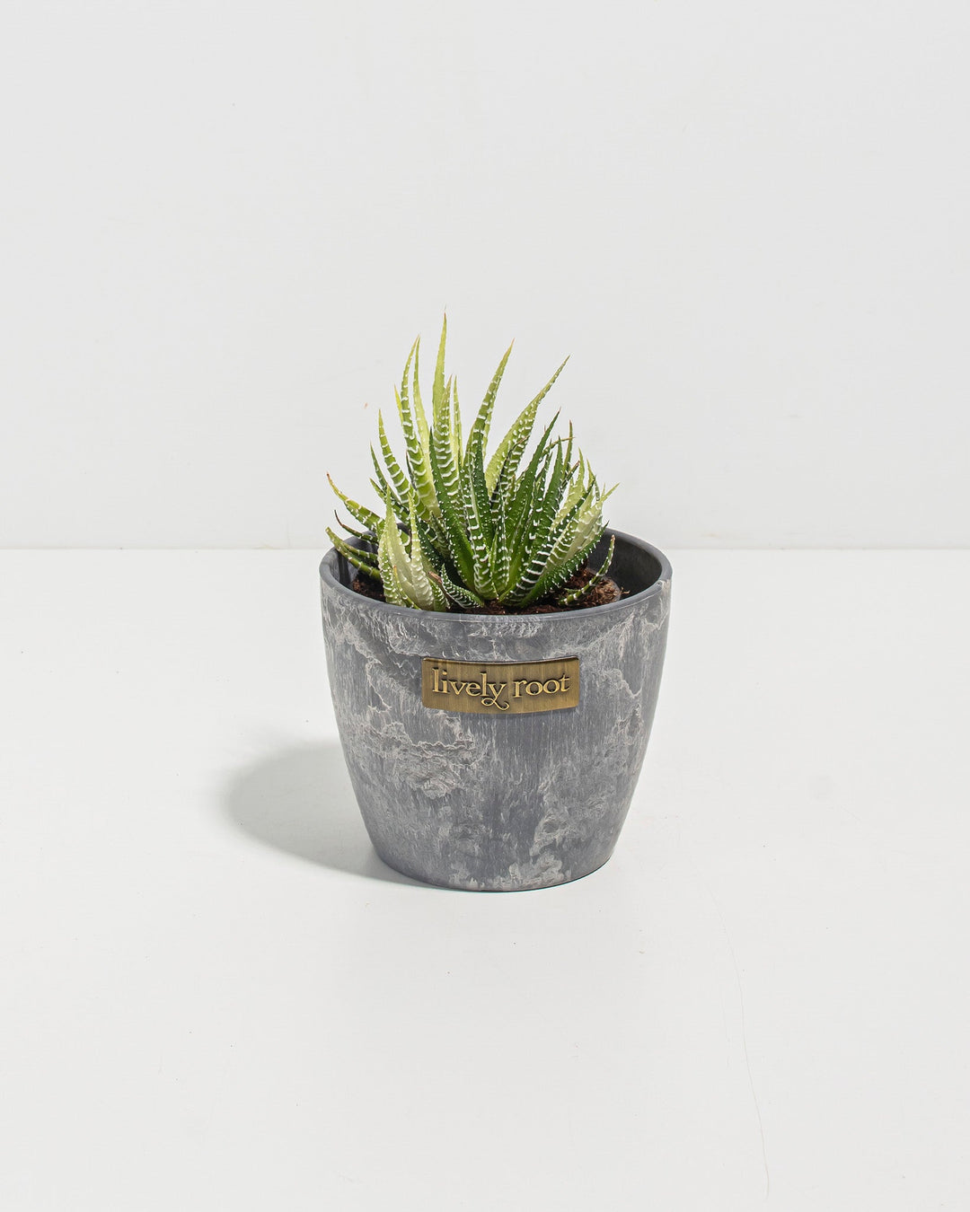 4-inch Variegated Zebra Haworthia in grey textured ceramic pot displaying dense rosette of white-striped green leaves with pointed tips; compact succulent houseplant requiring minimal watering and perfect for succulent collectors and small spaces.