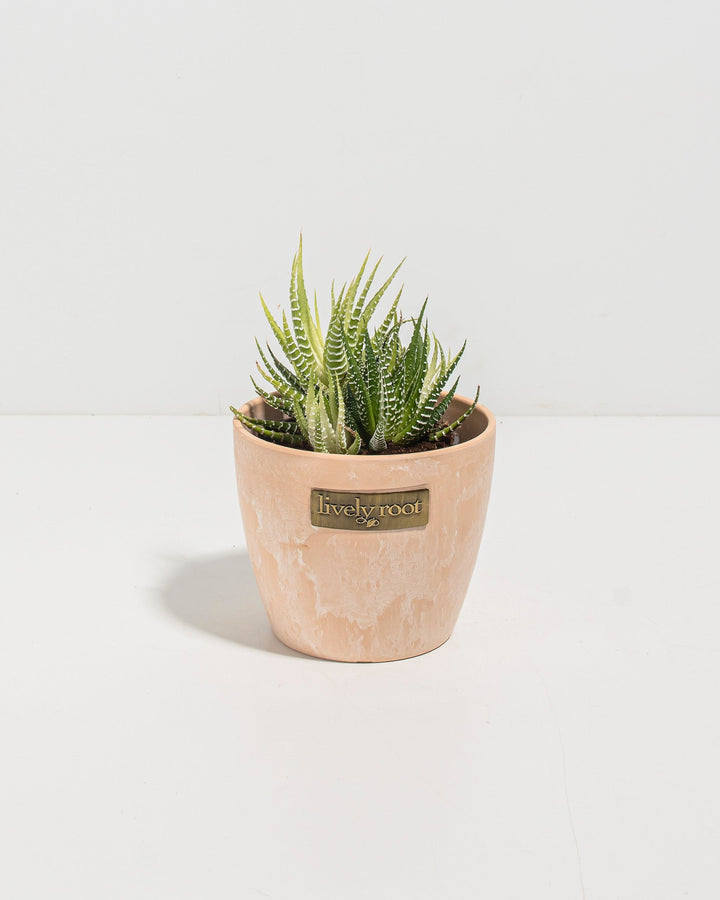 4-inch Variegated Zebra Haworthia in cream macadamia ceramic pot showing dense geometric white striping on green pointed leaves; compact low-maintenance succulent houseplant ideal for bright indirect light and xeriscape indoor gardens.
