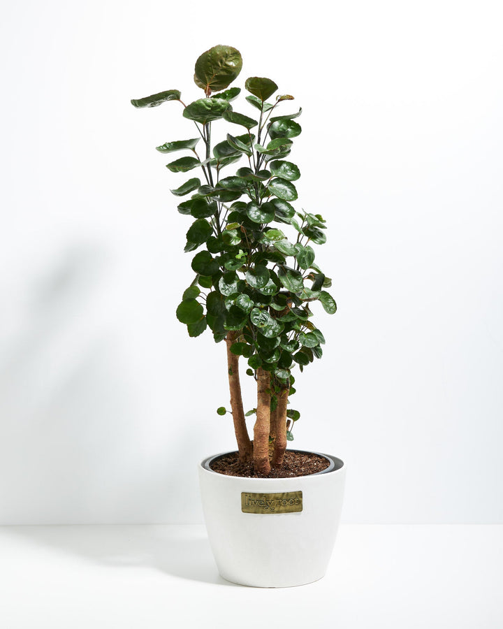 Aralia Fabian Stump - live indoor plant with glossy round leaves and braided trunk, white pot included