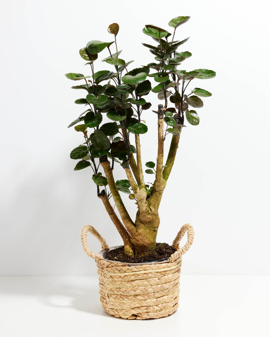 Aralia Fabian Stump - live indoor plant with glossy round leaves and thick gnarled trunk, woven basket included
