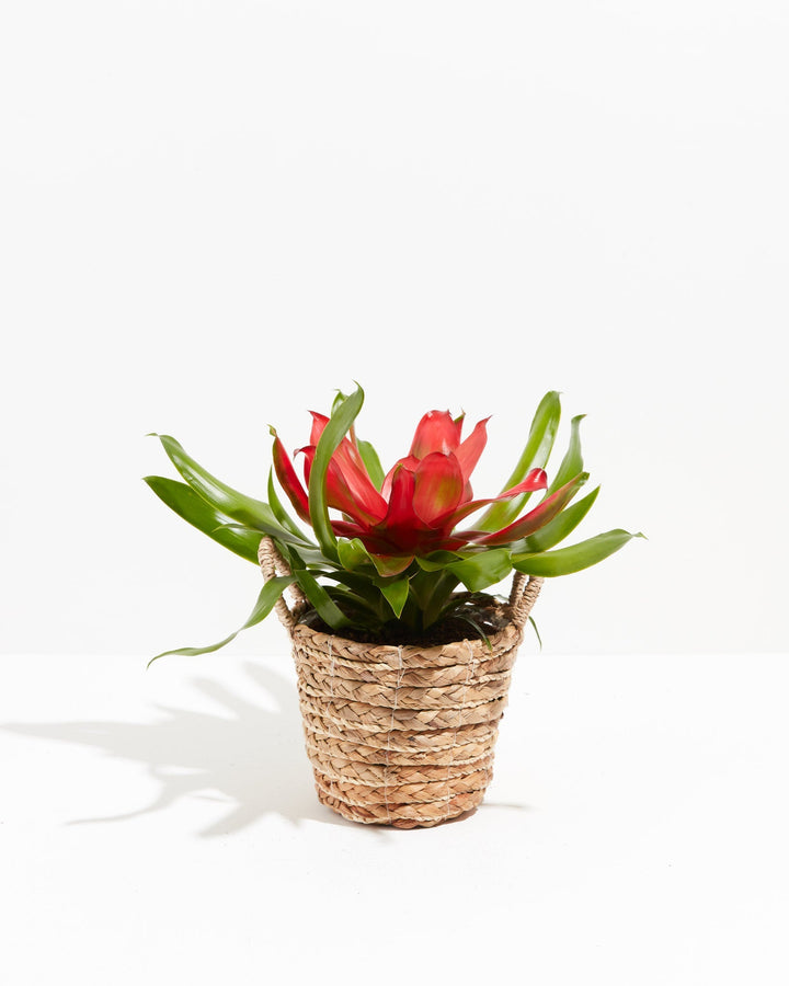 Bromeliad Neoregelia