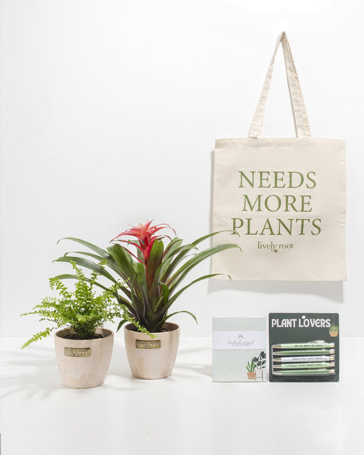 Study Buddy Care Package: Pet Friendly Plants