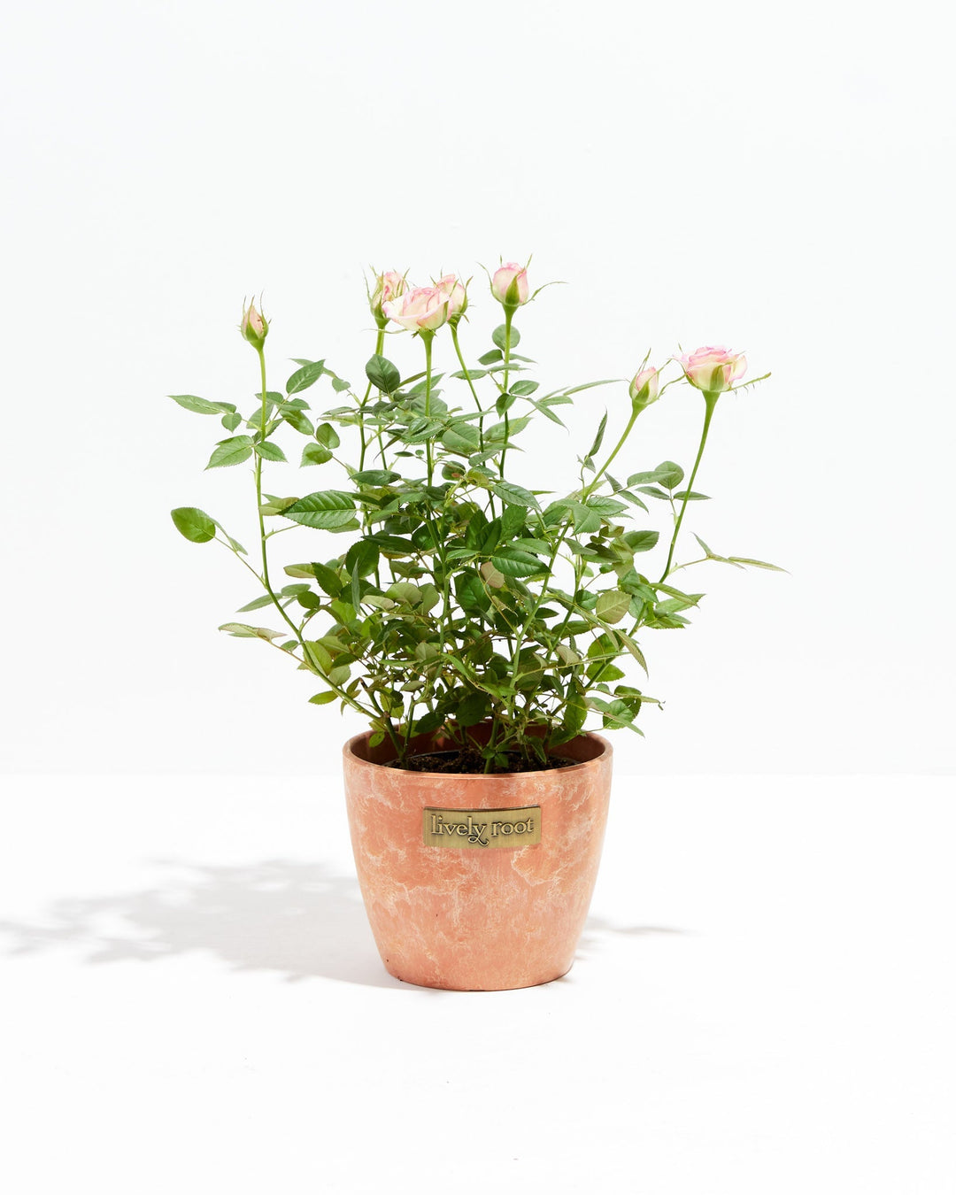 Variegated Pink Miniature Roses