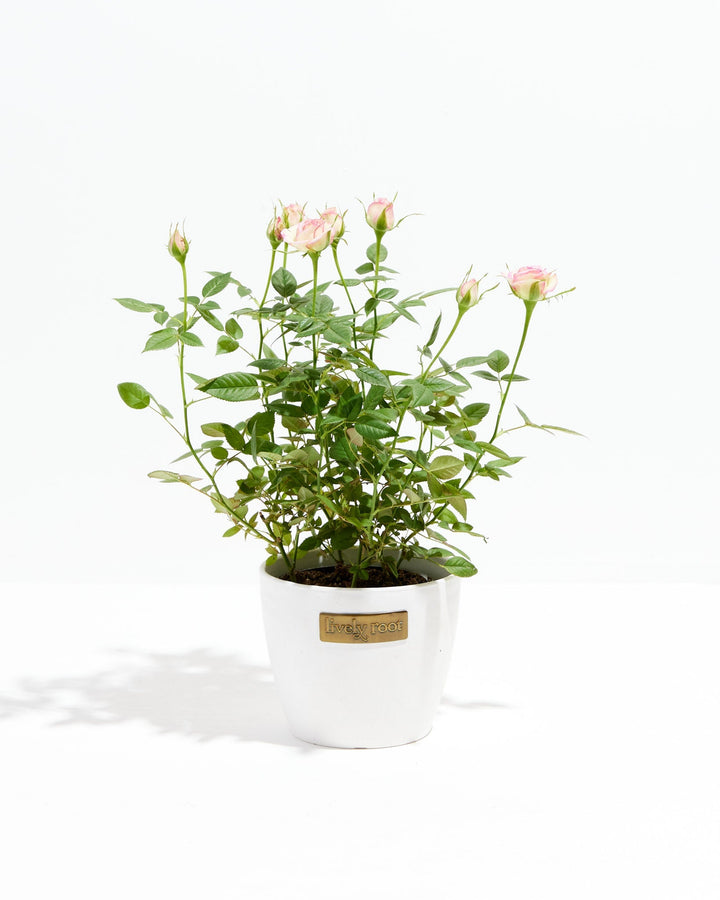 Variegated Pink Miniature Roses
