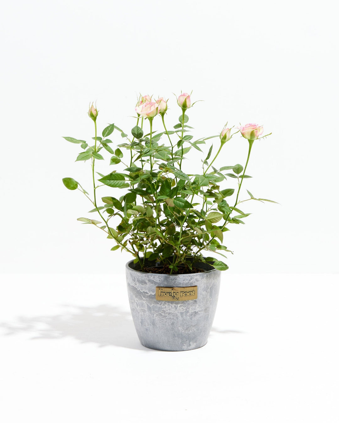 Variegated Pink Miniature Roses