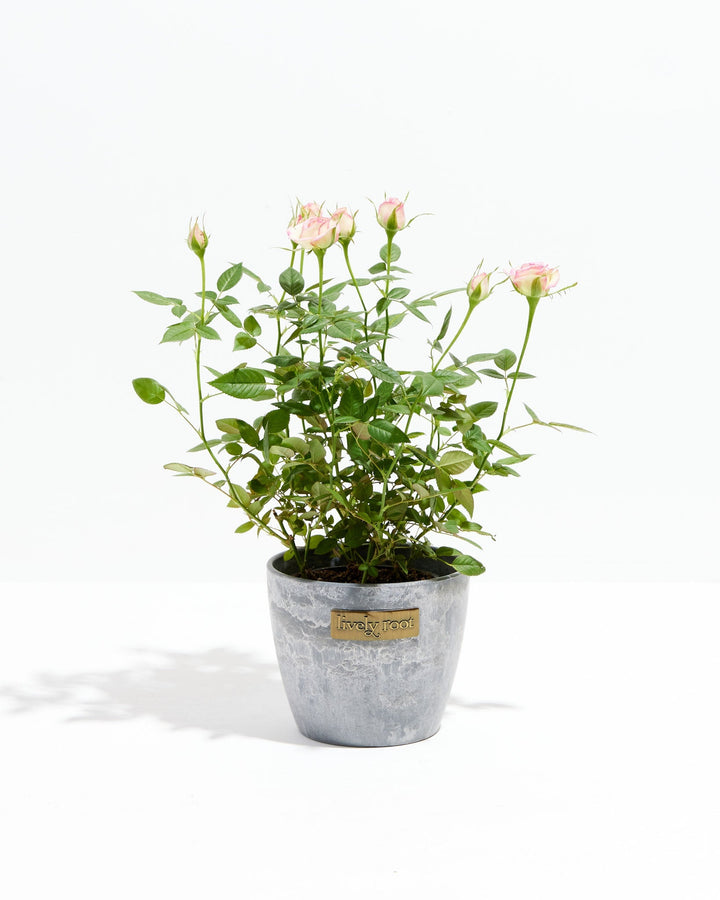 Variegated Pink Miniature Roses