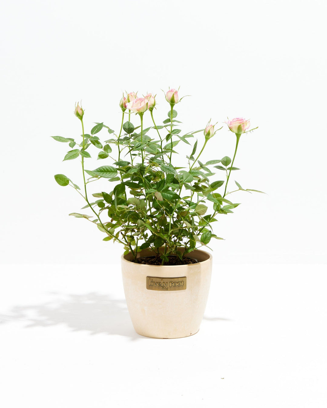 Variegated Pink Miniature Roses