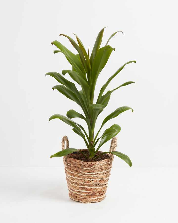 Cordyline fruticosa glauca (Good Luck Plant)