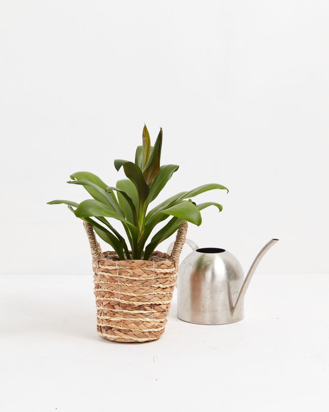 Cordyline fruticosa glauca (Good Luck Plant)