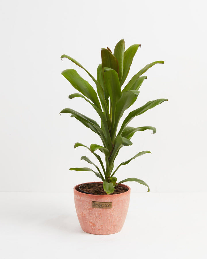 Cordyline fruticosa glauca (Good Luck Plant)