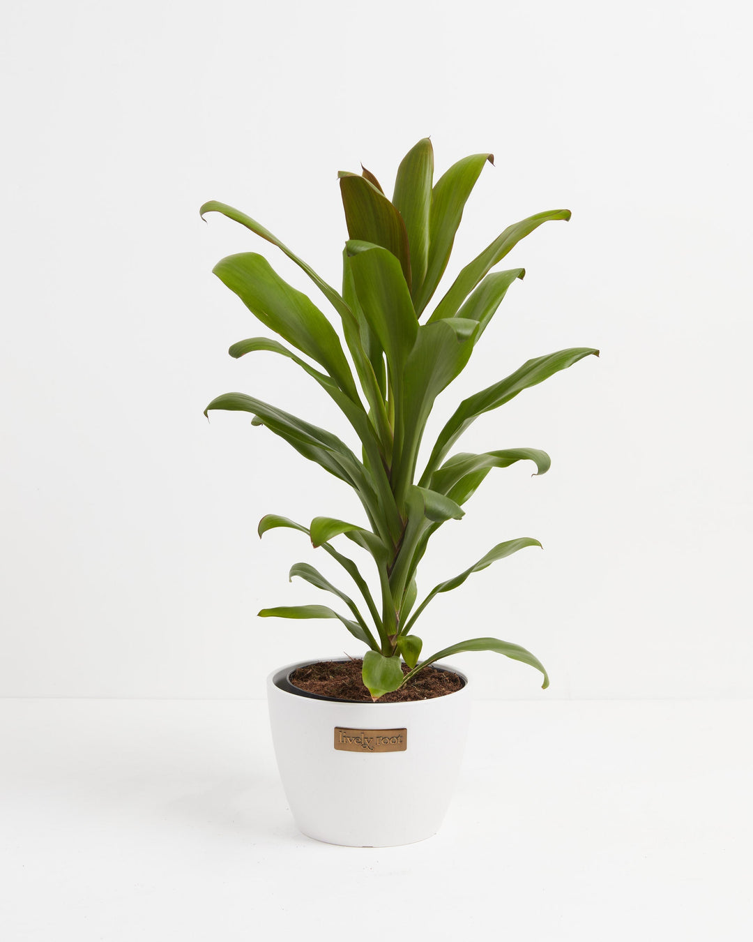 Cordyline fruticosa glauca (Good Luck Plant)