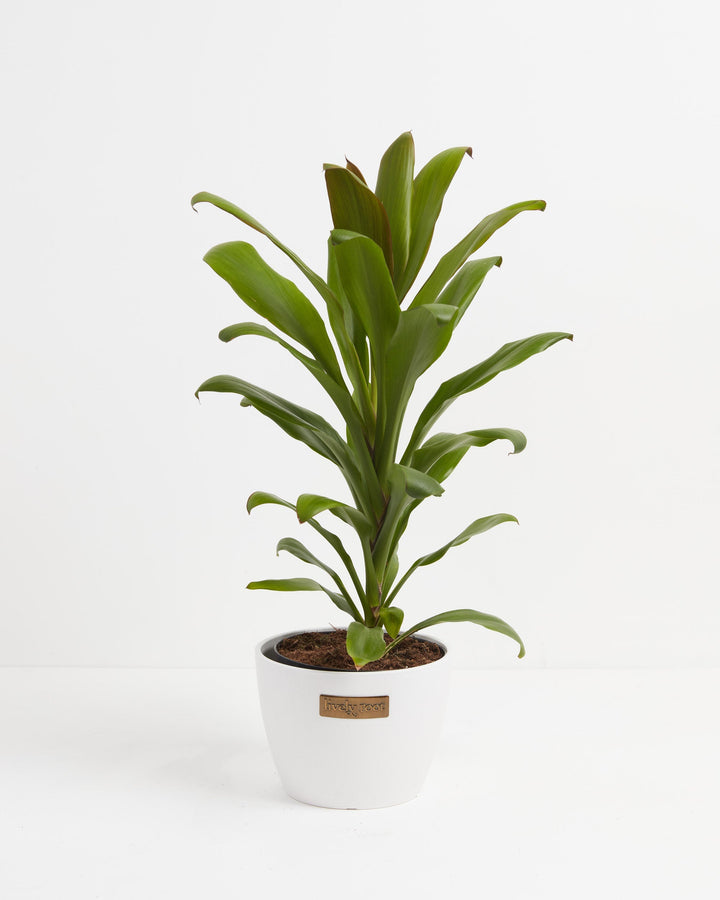 Cordyline fruticosa glauca (Good Luck Plant)