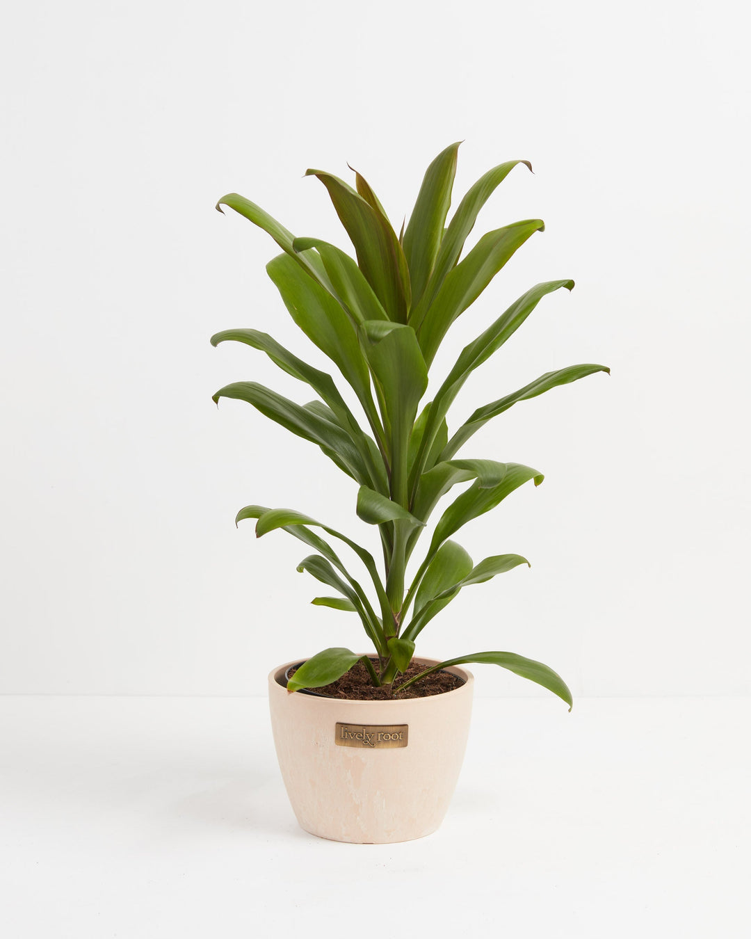 Cordyline fruticosa glauca (Good Luck Plant)
