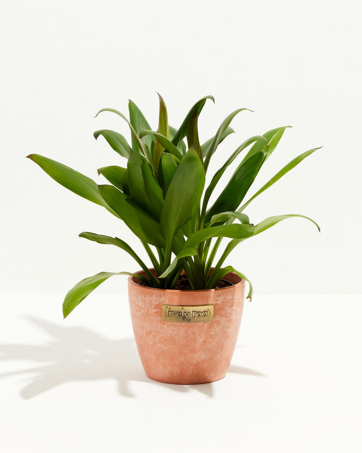Cordyline fruticosa glauca (Good Luck Plant)