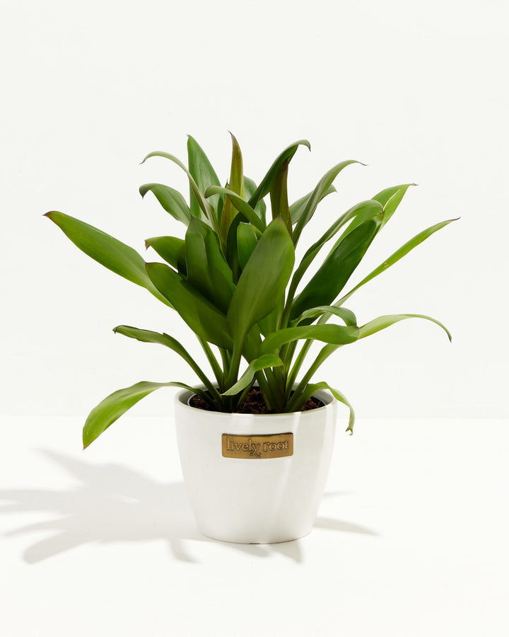 Cordyline fruticosa glauca (Good Luck Plant)