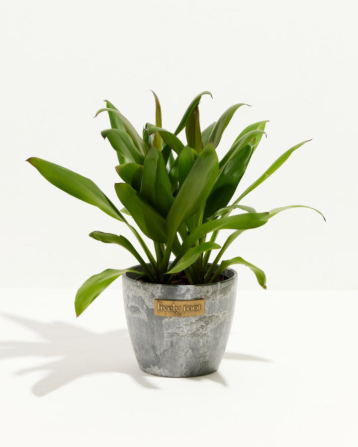 Cordyline fruticosa glauca (Good Luck Plant)