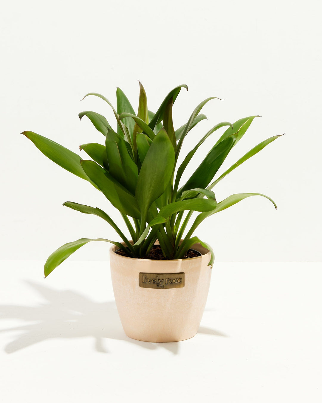 Cordyline fruticosa glauca (Good Luck Plant)