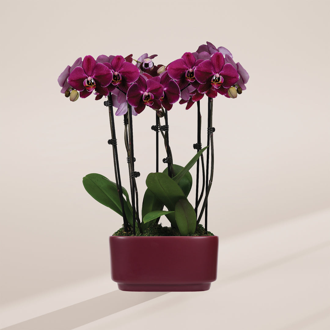 Dark Purple Orchid Centerpiece