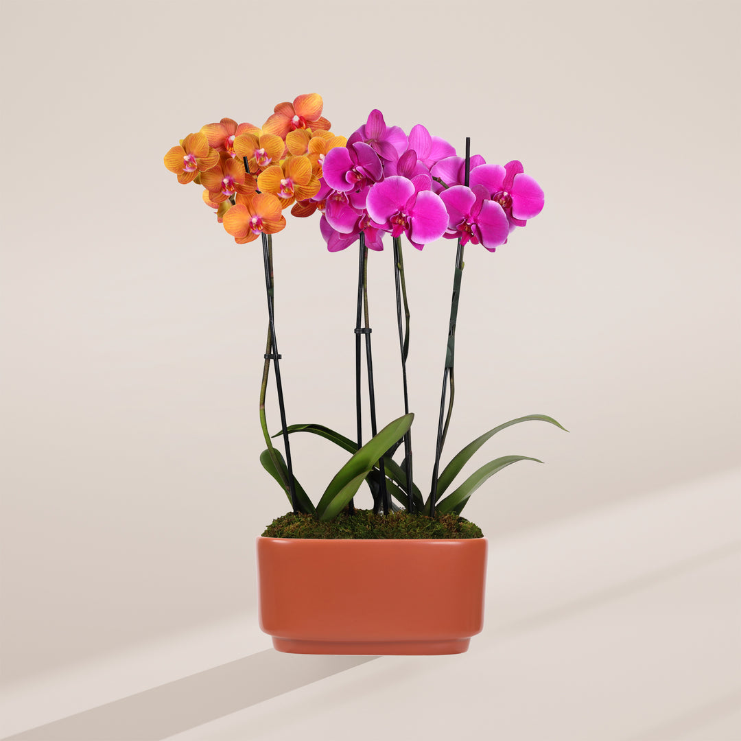 Salmon & Purple Orchid Centerpiece