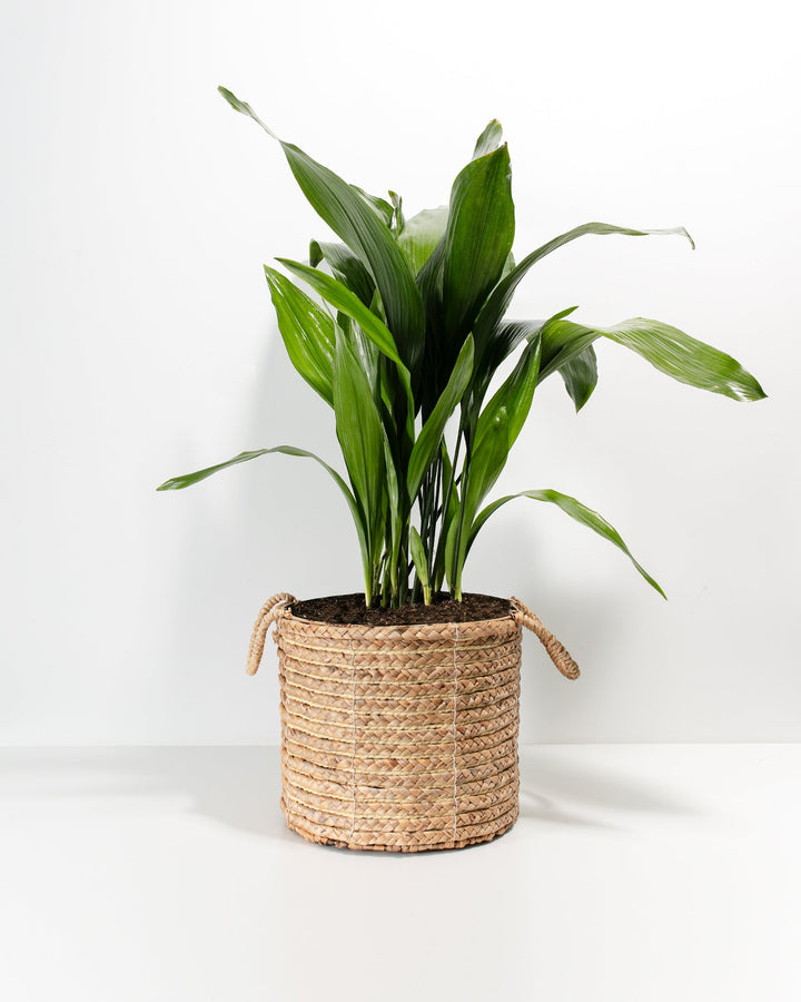 A large Cast Iron Plant potted inside a wide, woven seagrass basket planter featuring two loop handles. The plant displays a dense arrangement of its classic long, deep green lance-shaped leaves spreading outwards against a solid white studio background.