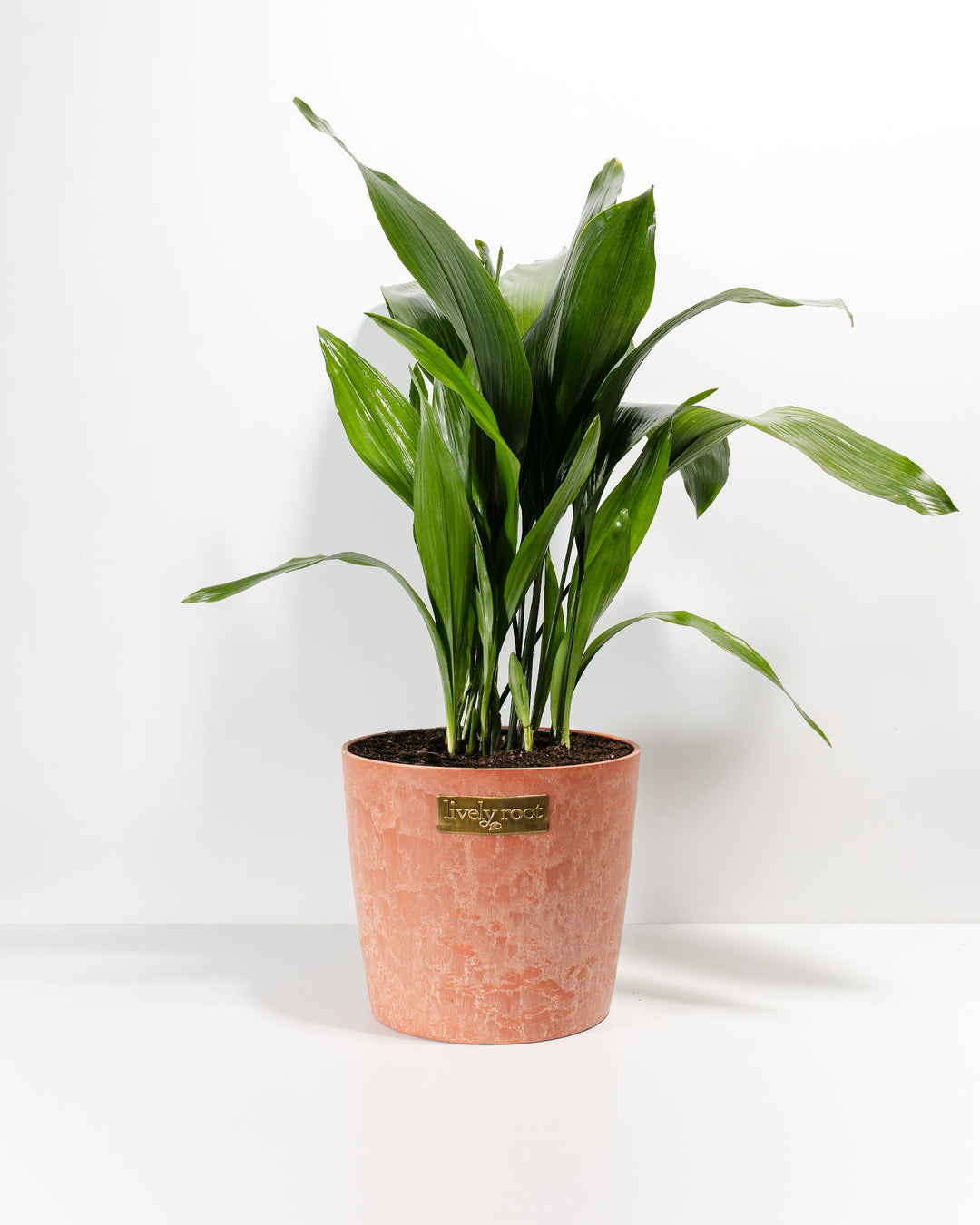 A large Cast Iron Plant potted in a textured, distressed terracotta or peach-colored ceramic planter with a small, rectangular gold "lively root" brand emblem centered on the front. Its lush, glossy green foliage spreads upward and arches outward against a clean white background.