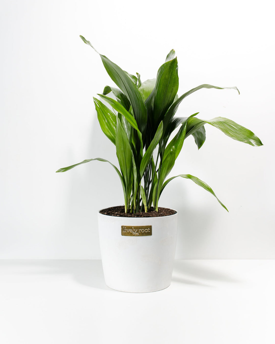 A full studio shot of a large Cast Iron Plant potted in a smooth, matte white ceramic planter featuring a small, rectangular gold "lively root" brand emblem on the front. The plant boasts a full collection of its signature deep green, lance-shaped leaves arching outward against a solid white backdrop.