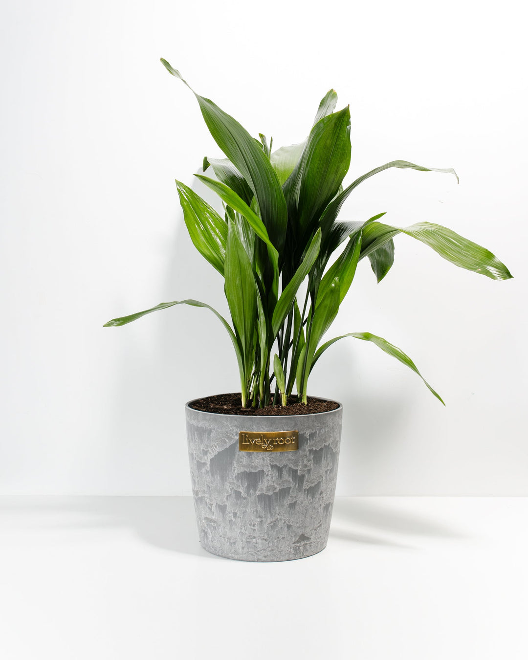 A full studio shot of a large Cast Iron Plant potted in a textured, distressed gray ceramic container featuring a small gold "lively root" brand emblem on the front. The plant displays its broad, deep green lance-shaped leaves arching elegantly outward against a solid white backdrop.