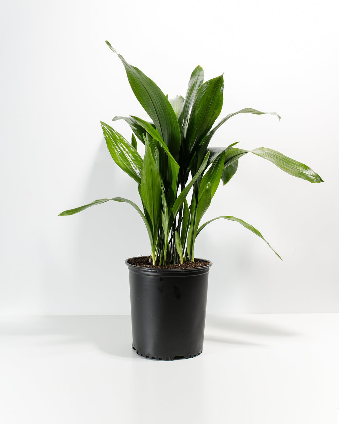 A full studio shot of a larger, fuller Cast Iron Plant in a 10-inch black plastic grower pot. It displays a dense growth of elongated, deep green lance-shaped leaves spreading gracefully in all directions against a crisp white backdrop.