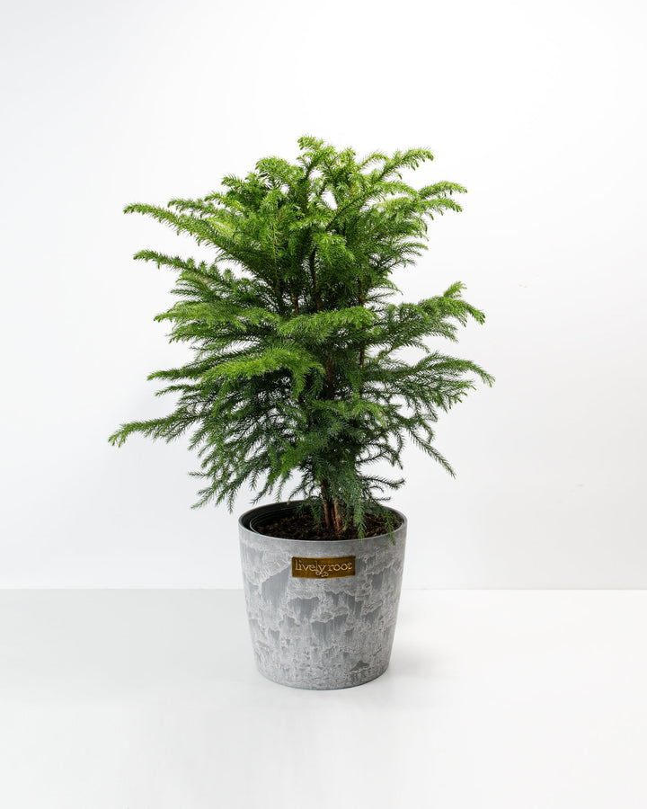 Norfolk Island Pine