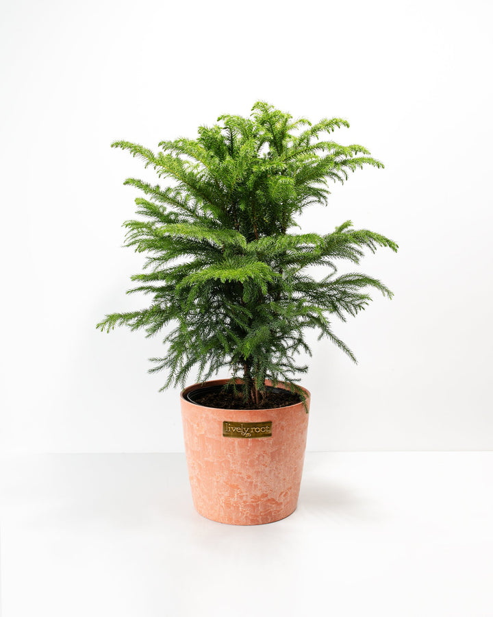 Norfolk Island Pine