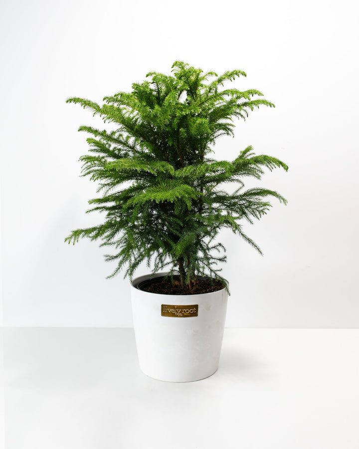 Norfolk Island Pine