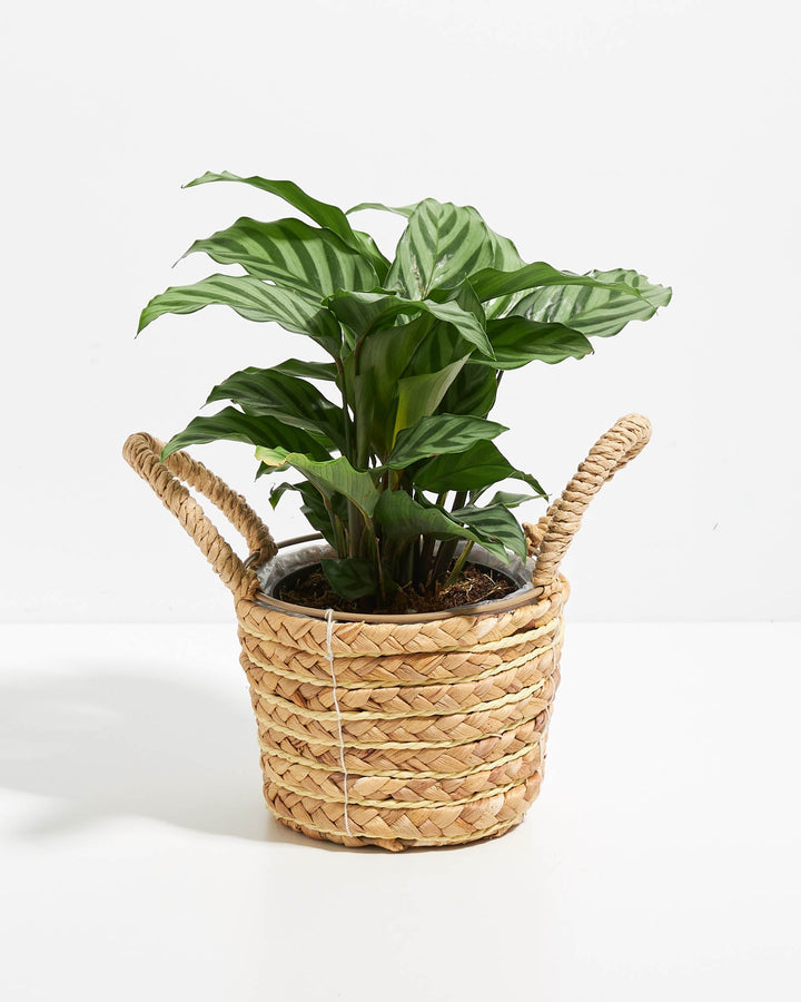 Calathea Concinna Freddie in handwoven seagrass basket with rope handles – natural boho houseplant gift for home decor