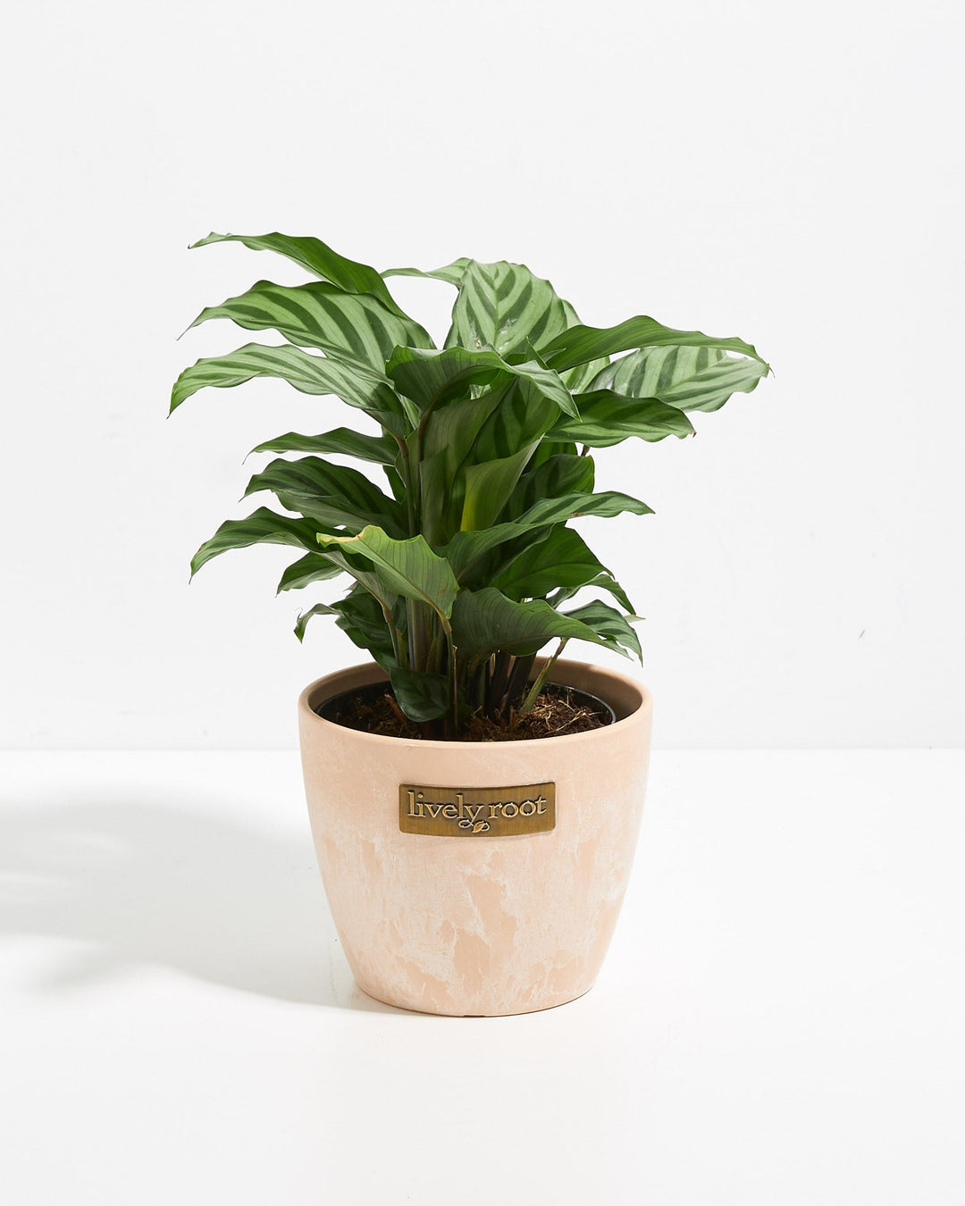 Calathea Concinna Freddie in Lively Root branded blush pink textured pot – easy care prayer plant in soft pastel planter