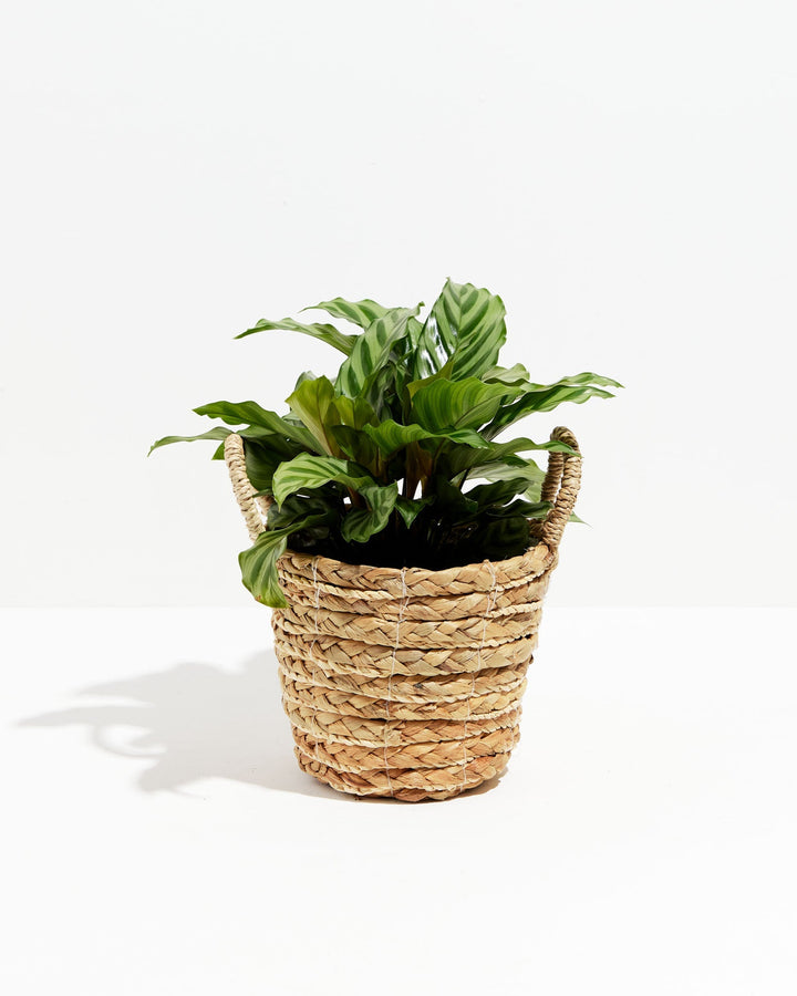 Calathea Concinna Freddie 6-inch live plant in large woven seagrass basket planter – full size tropical houseplant for living room decor