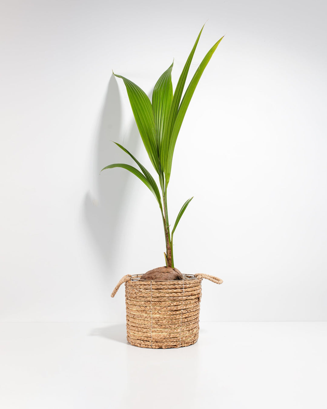 Coconut Palm Tree