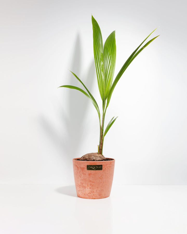 Coconut Palm Tree