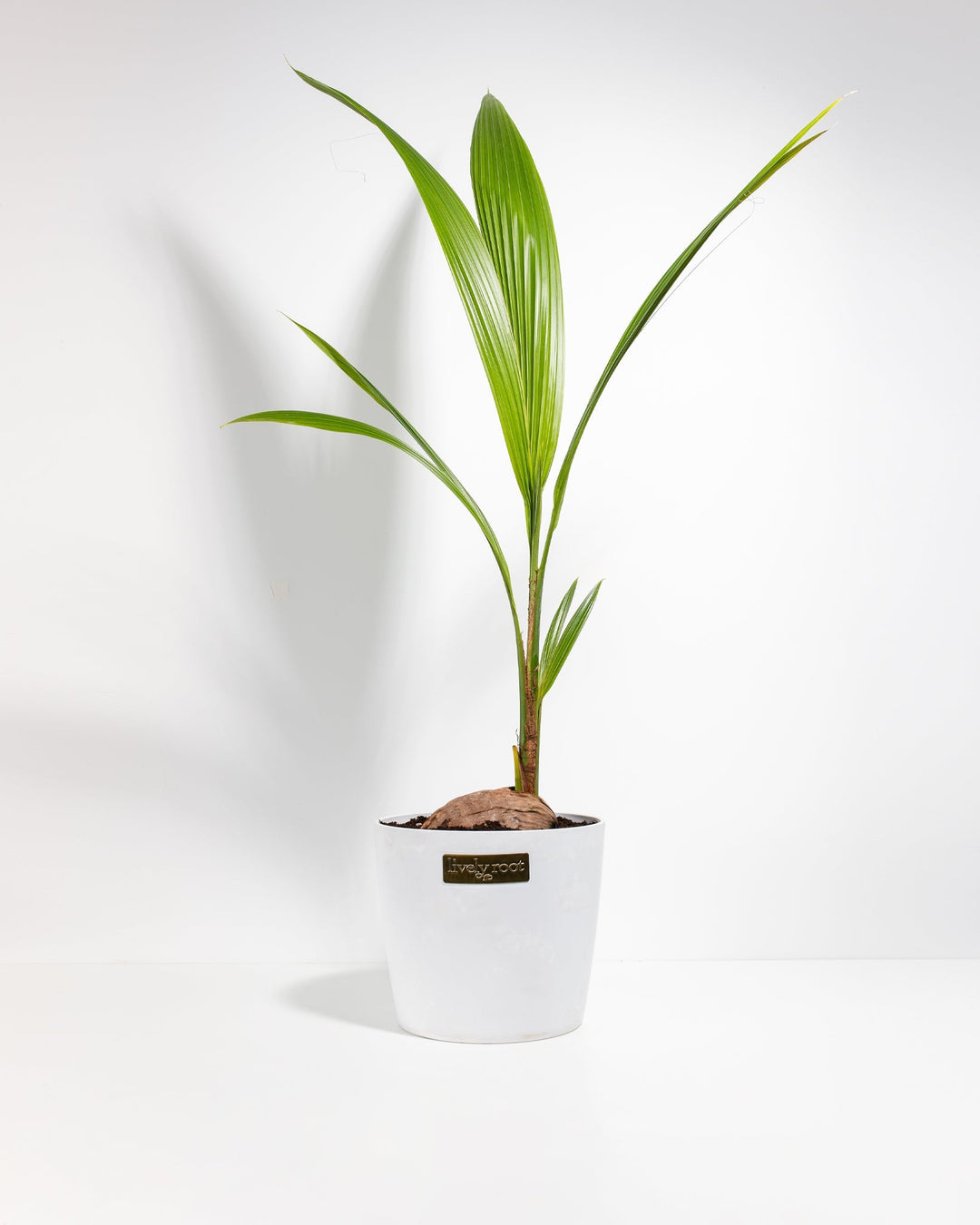 Coconut Palm Tree