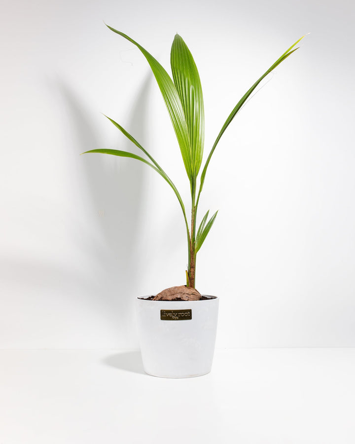 Coconut Palm Tree
