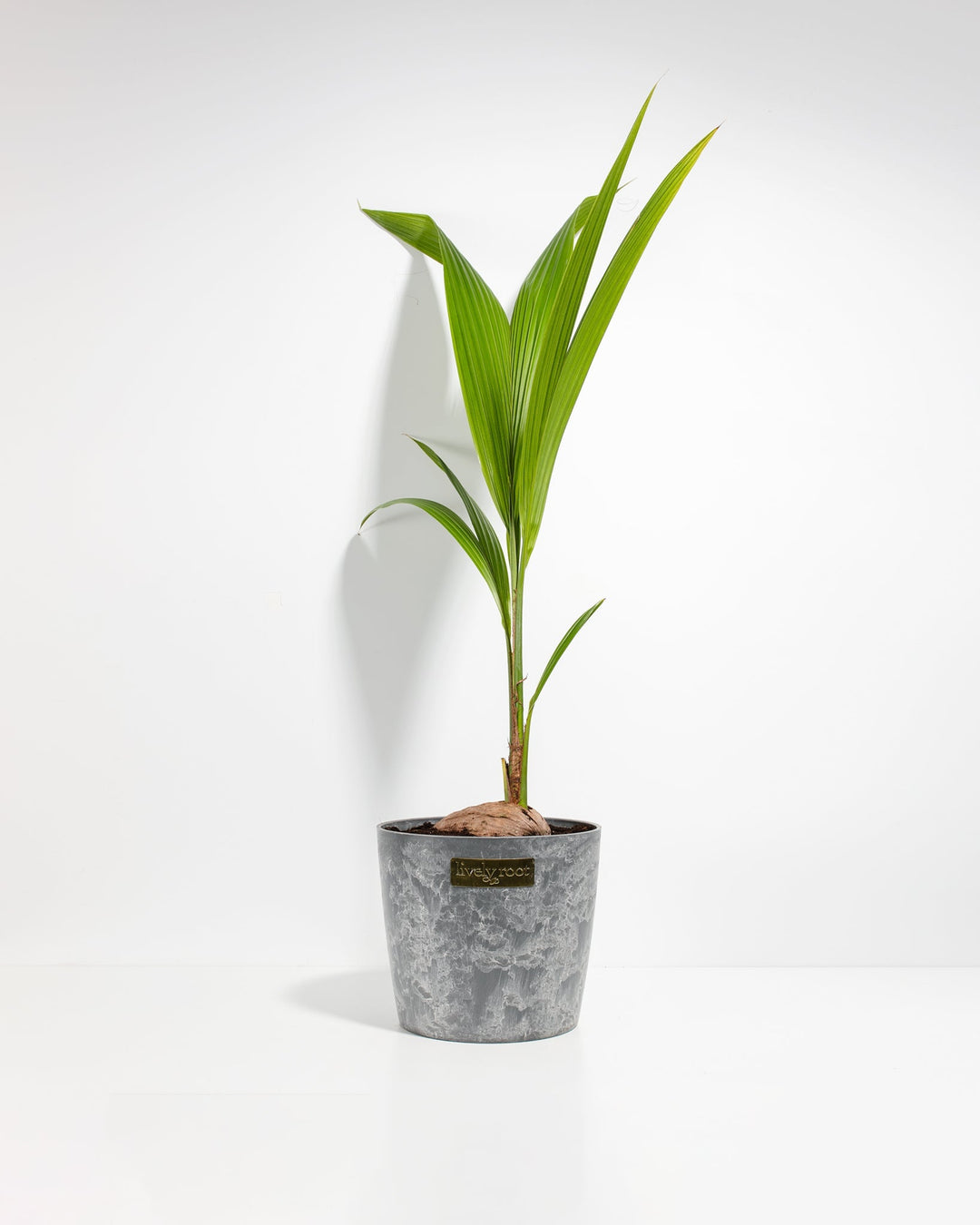 Coconut Palm Tree