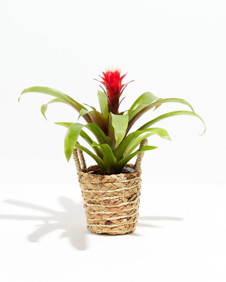 Francesca Guzmania Bromeliad