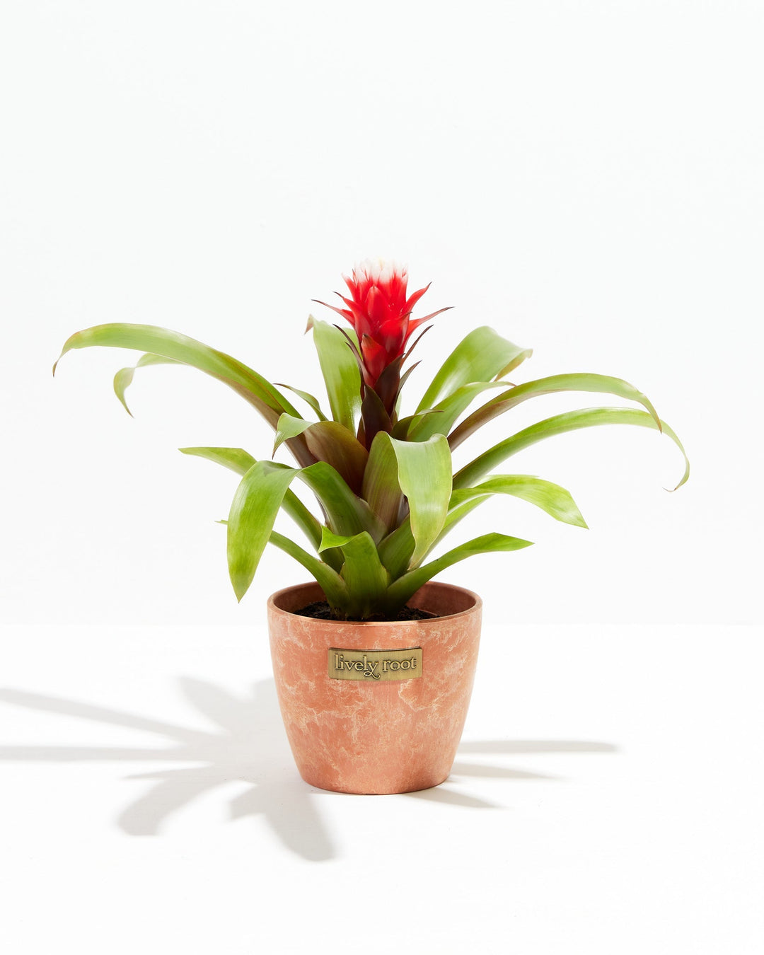 Francesca Guzmania Bromeliad