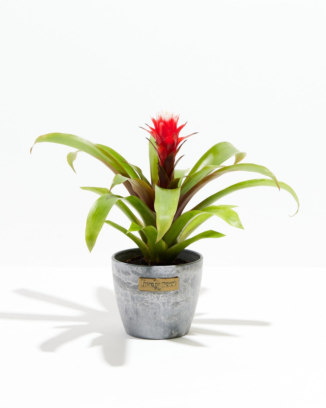 Francesca Guzmania Bromeliad