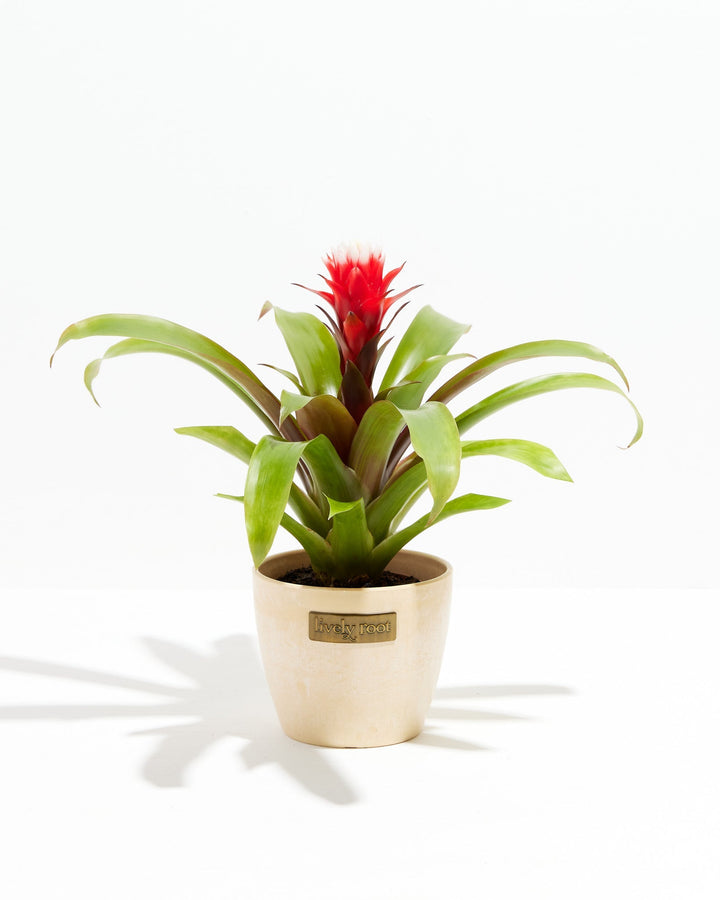 Francesca Guzmania Bromeliad