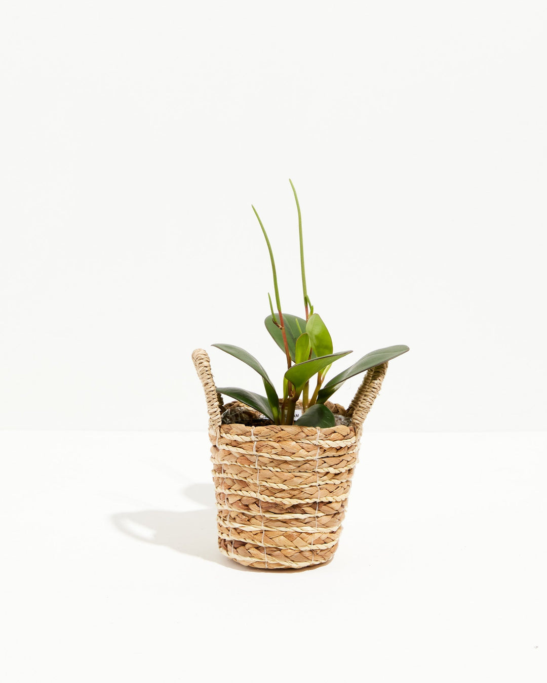 Peperomia "Red Margin"