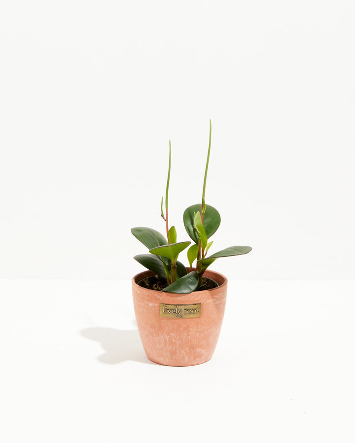 Peperomia "Red Margin"