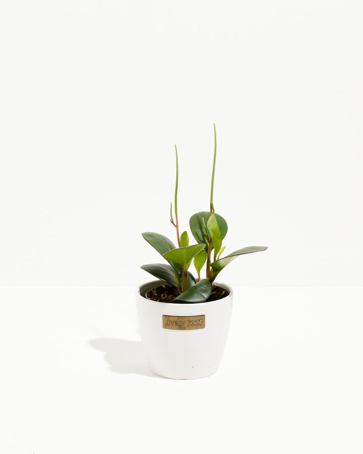Peperomia "Red Margin"