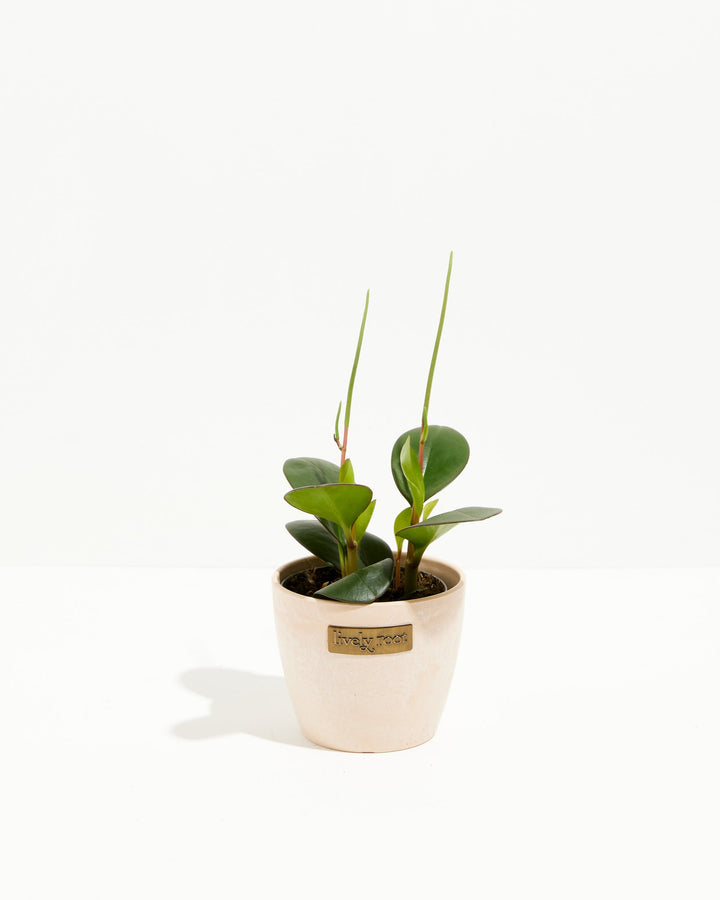 Peperomia "Red Margin"
