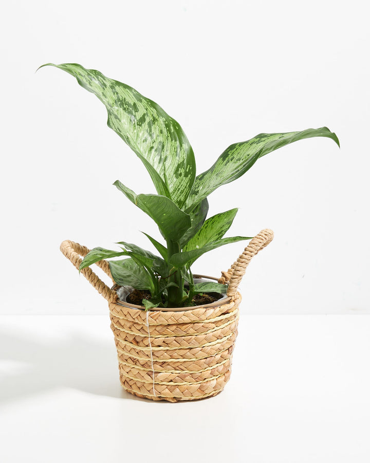 Dieffenbachia Memoria Corsii