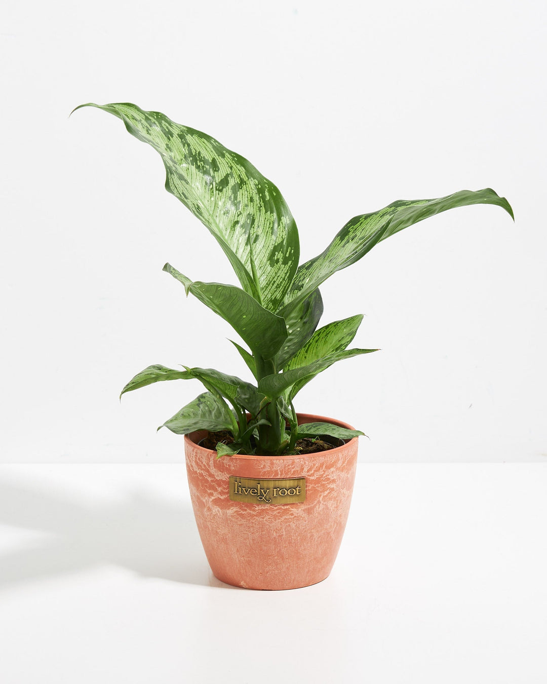 Dieffenbachia Memoria Corsii