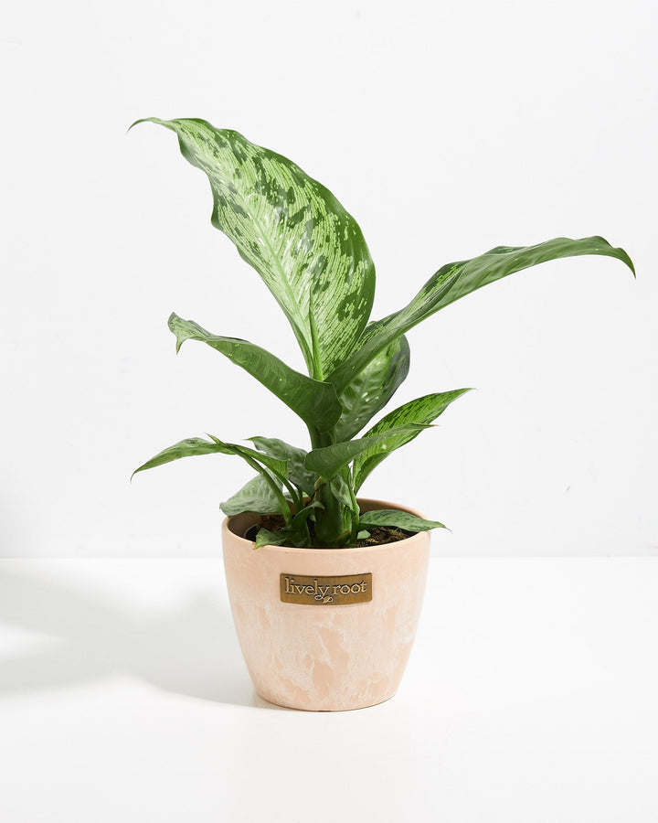Dieffenbachia Memoria Corsii